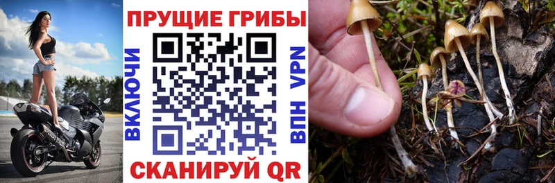Галлюциногенные грибы MAGIC MUSHROOMS  Чёрмоз 